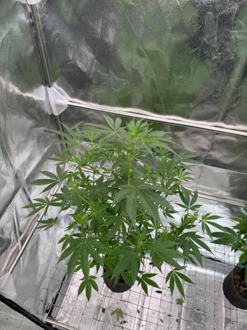 Swampwater Fumez REG. Week 12