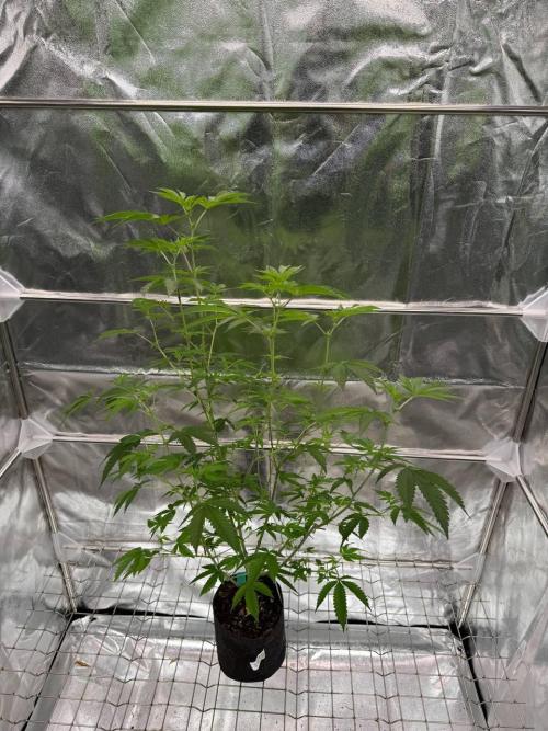 Ice Cream Banger REG. Week 12