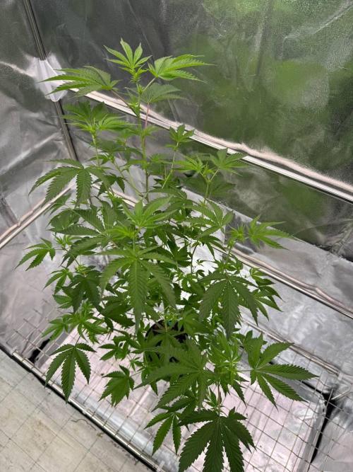 Ice Cream Banger REG. Week 12