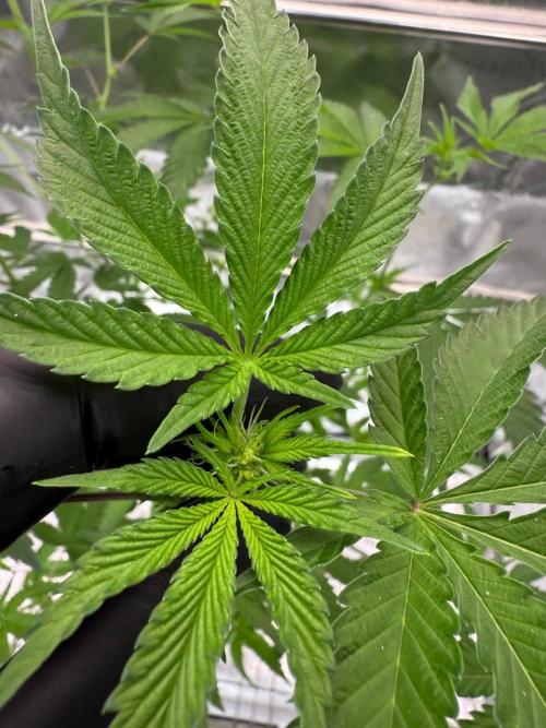 Ice Cream Banger REG. Week 12