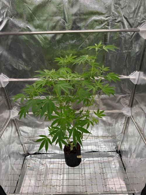 Fluff Fumez REG. Week 12