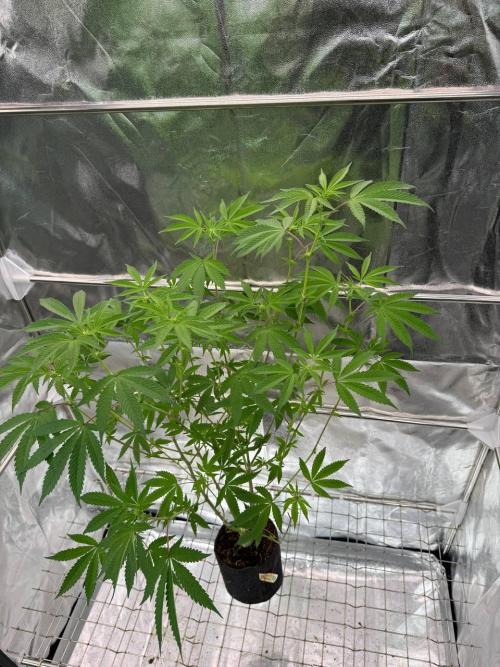 Fluff Fumez REG. Week 12