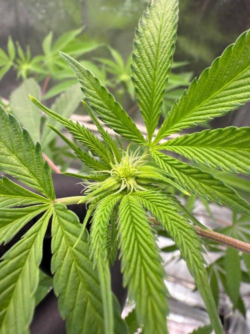 Fluff Fumez REG. Week 12