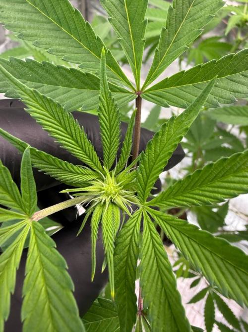 Fluff Fumez REG. Week 12