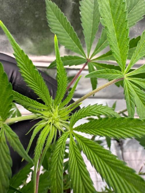 Fluff Fumez REG. Week 12