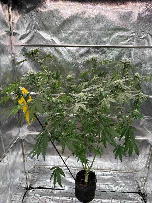 Fluff Fumez REG. Week 16