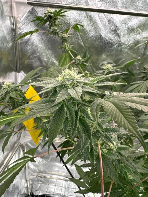 Fluff Fumez REG. Week 16