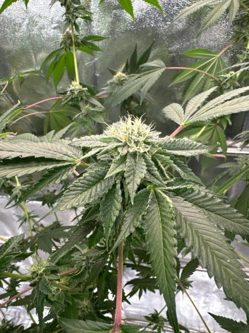 Fluff Fumez REG. Week 16