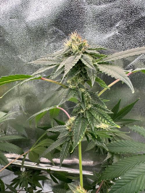 Fluff Fumez REG. Week 16