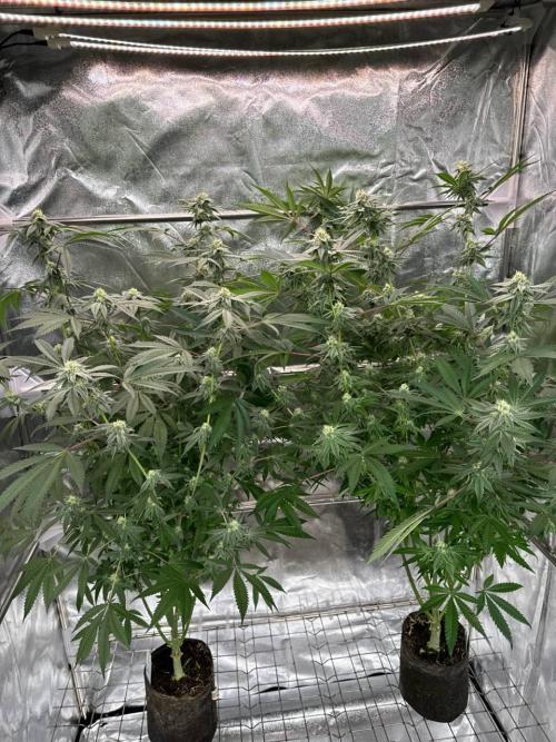 Yogurt Dip REG. Week 16