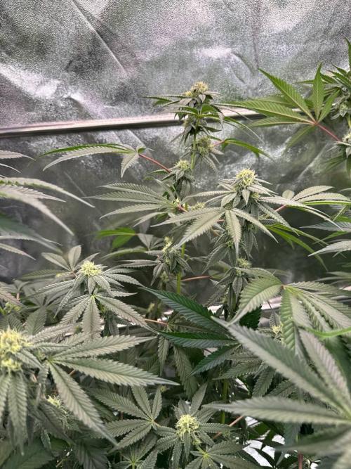 Yogurt Dip REG. Week 16