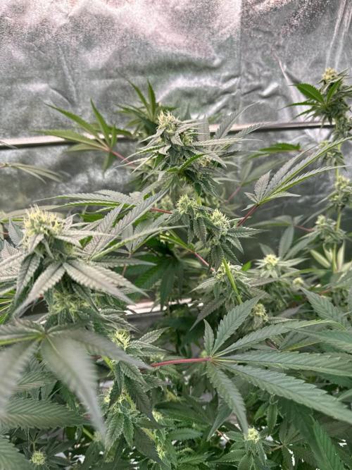 Yogurt Dip REG. Week 16