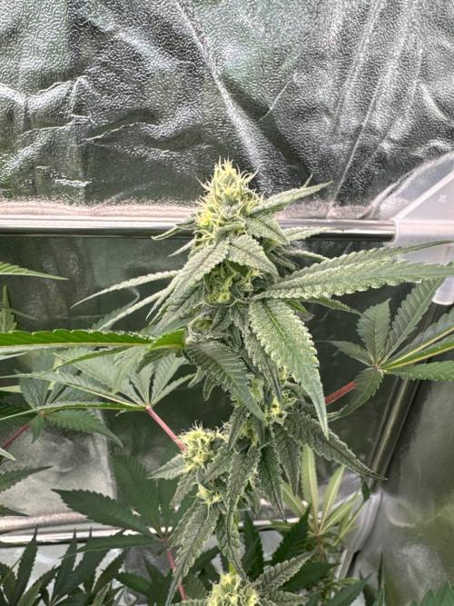 Yogurt Dip REG. Week 16