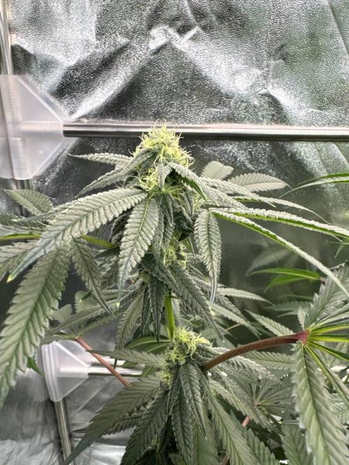 Yogurt Dip REG. Week 16