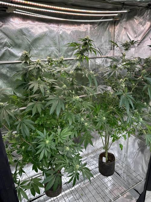 Black Maple 22 x Sherbanger. Week 16