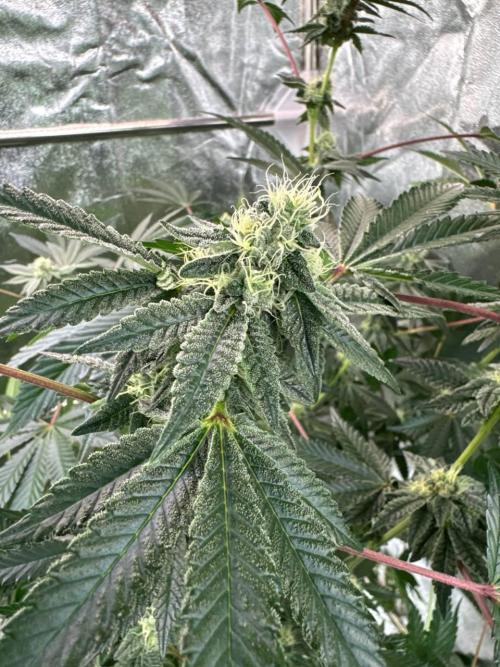 Black Maple 22 x Sherbanger. Week 16