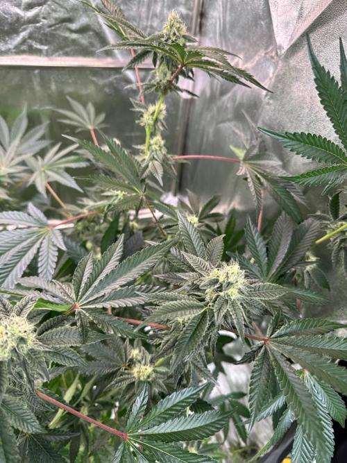 Black Maple 22 x Sherbanger. Week 16