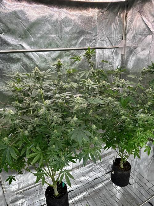 Tropicana Cookies x TMZ REG. Week 16