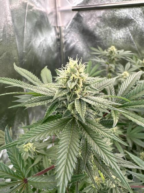 Tropicana Cookies x TMZ REG. Week 16