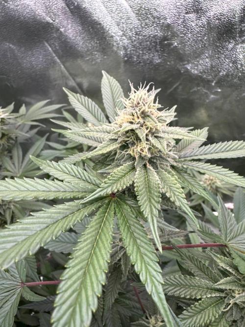 Tropicana Cookies x TMZ REG. Week 16