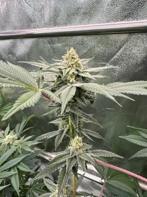 Tropicana Cookies x TMZ REG. Week 16