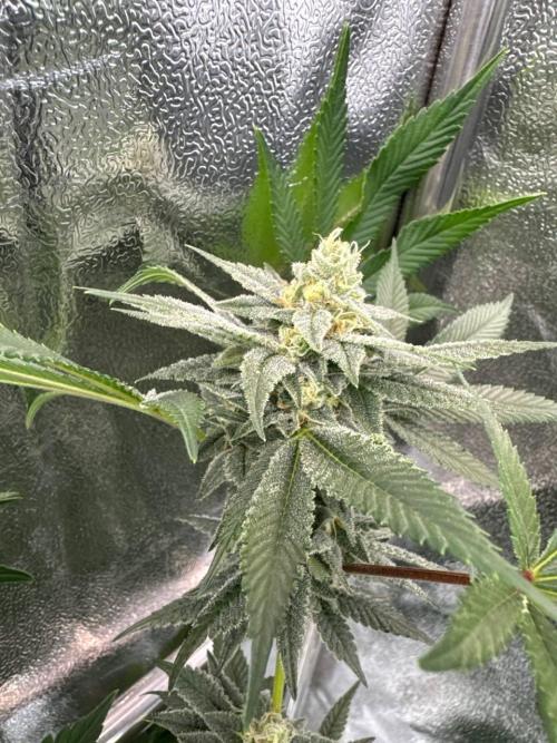 Tropicana Cookies x TMZ REG. Week 16