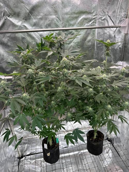 Swampwater Fumez REG. Week 16