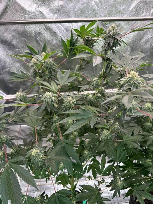 Swampwater Fumez REG. Week 16