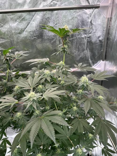 Swampwater Fumez REG. Week 16