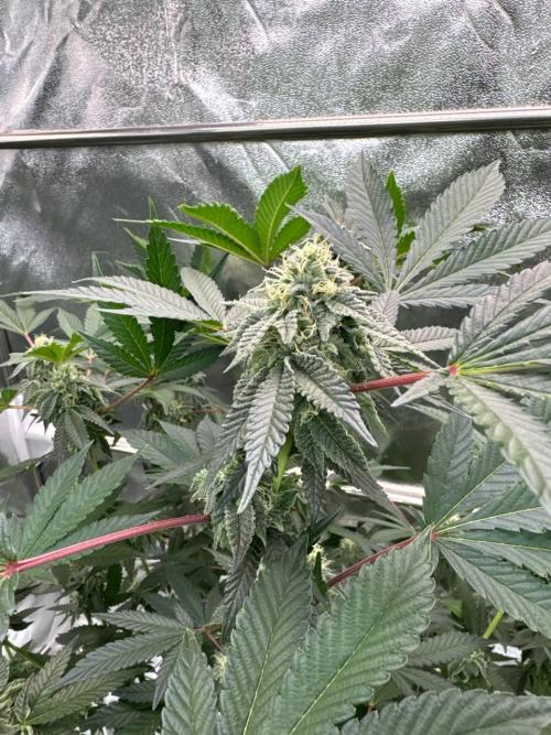 Swampwater Fumez REG. Week 16