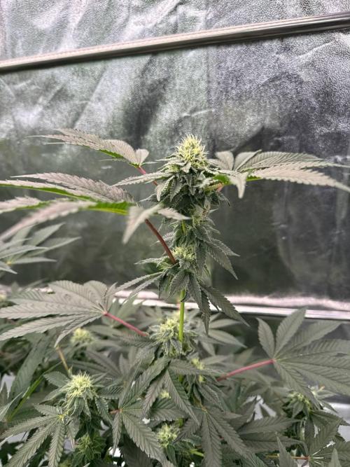 Swampwater Fumez REG. Week 16