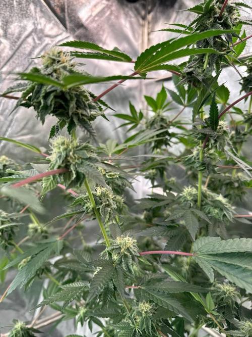 Swampwater Fumez REG. Week 16