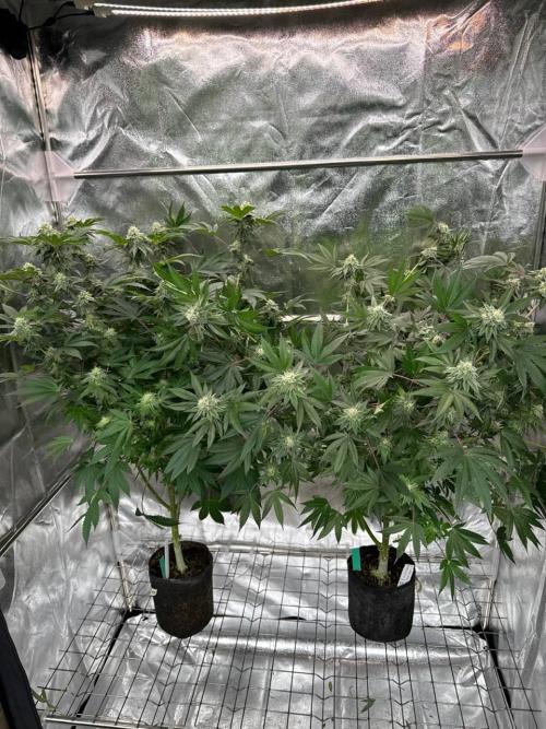 Wifi 43 x TMZ. Week 16