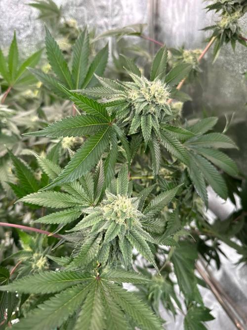 Wifi 43 x TMZ. Week 16