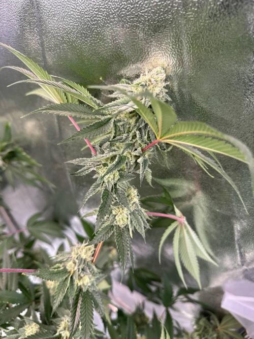 Wifi 43 x TMZ. Week 16