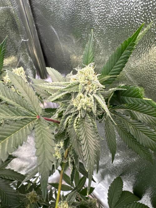 Wifi 43 x TMZ. Week 16