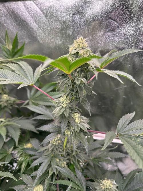 Wifi 43 x TMZ. Week 16