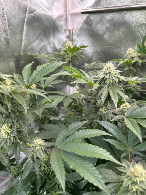 Wifi 43 x TMZ. Week 16