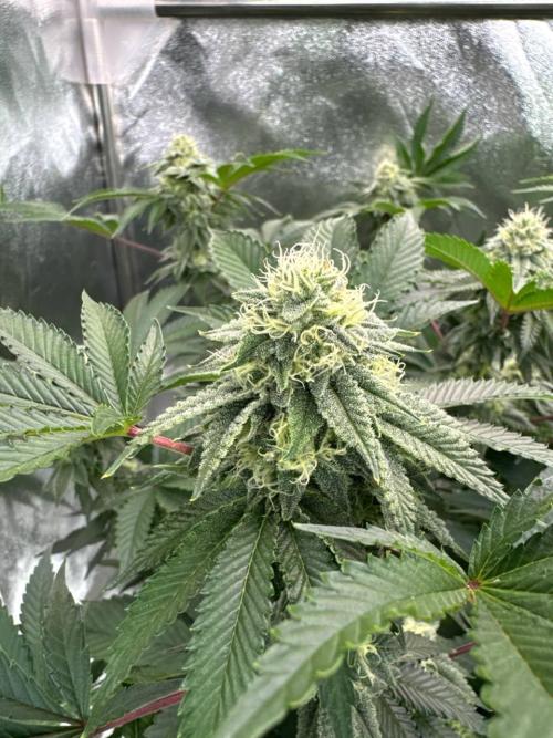 Wifi 43 x TMZ. Week 16