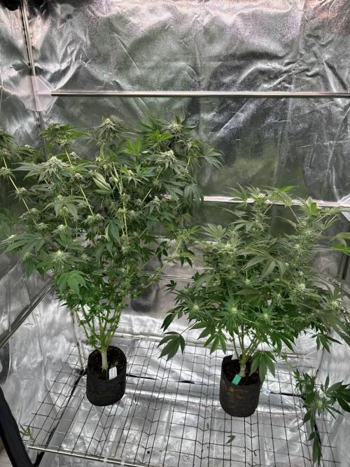 Zkittlez 3.0. Week 16