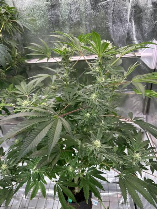 Zkittlez 3.0. Week 16