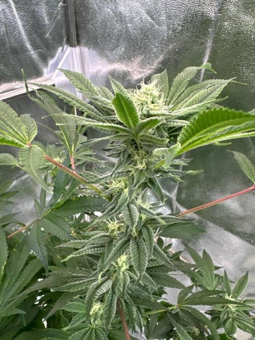 Zkittlez 3.0. Week 16