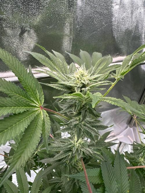 Zkittlez 3.0. Week 16