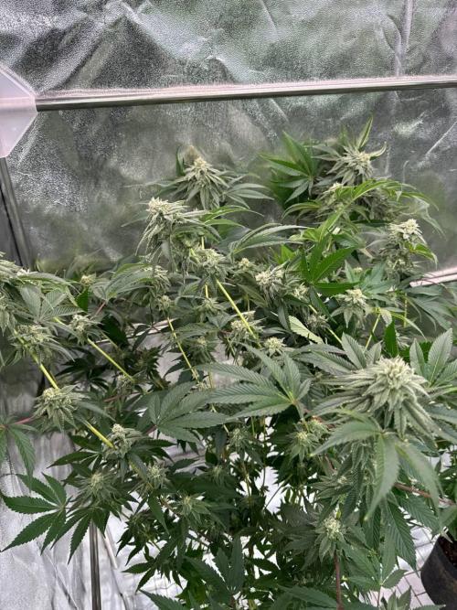 Zkittlez 3.0. Week 16