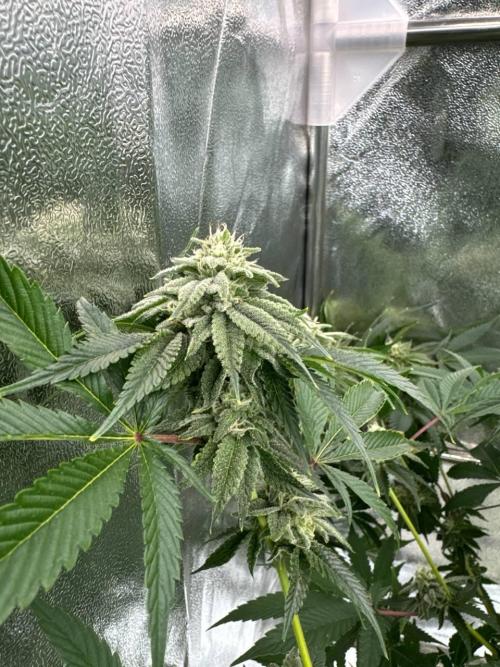 Zkittlez 3.0. Week 16