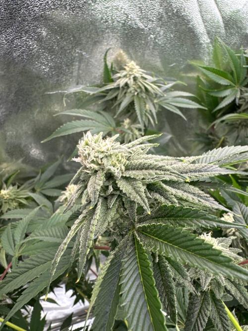 Zkittlez 3.0. Week 16