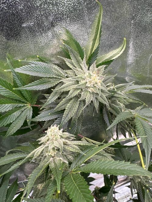 Zkittlez 3.0. Week 16