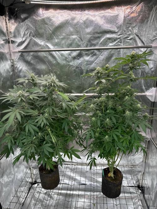 Exodus x Xkittlex REG. Week 16