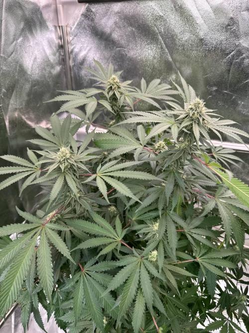 Exodus x Xkittlex REG. Week 16