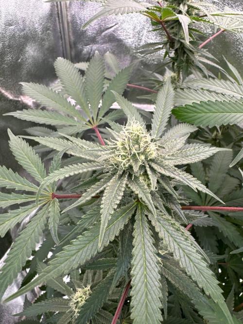 Exodus x Xkittlex REG. Week 16